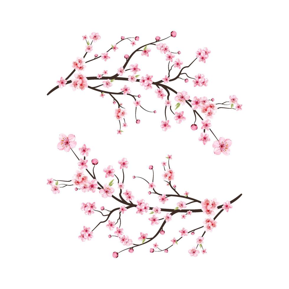 Watercolor cherry blossom vector. Pink sakura flower background. Cherry blossom flower blooming vector. Cherry blossom branch with sakura flower. Sakura on white background. Watercolor cherry bud. vector