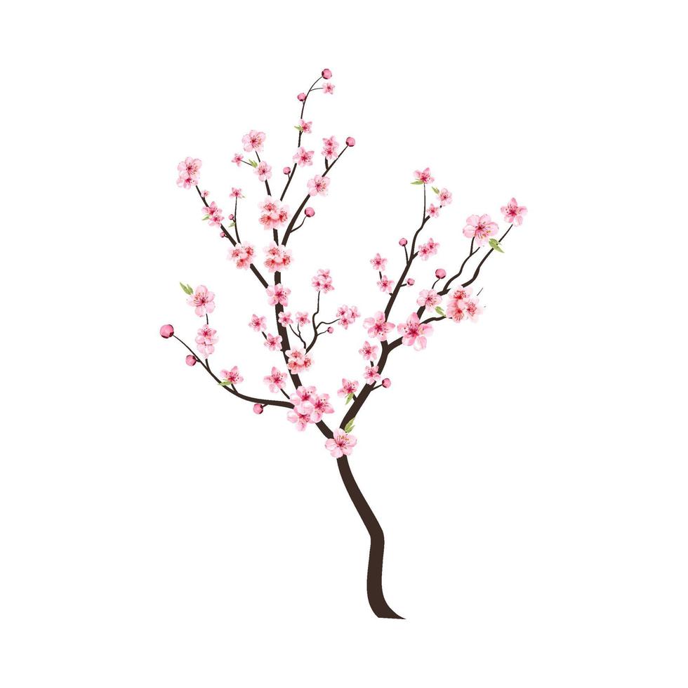 Watercolor cherry bud. Cherry blossom branch with sakura flower. Watercolor cherry blossom vector. Pink sakura flower background. Cherry blossom flower blooming vector. Sakura on white background. vector