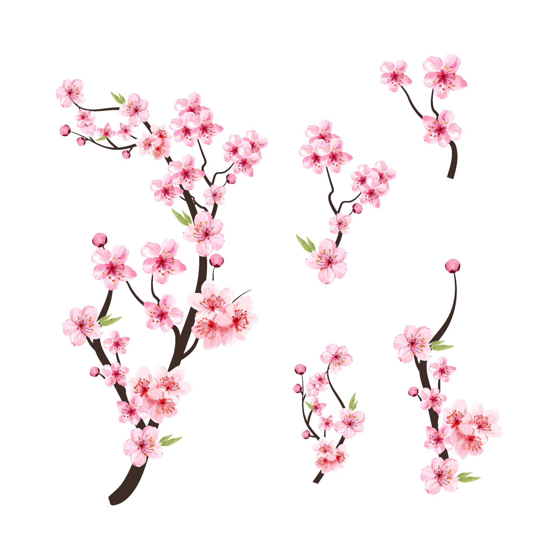 Watercolor cherry blossom vector. Cherry blossom flower blooming vector.  Pink sakura flower background. Cherry blossom branch with sakura flower.  Sakura on white background. Watercolor cherry bud. 4567587 Vector Art at  Vecteezy