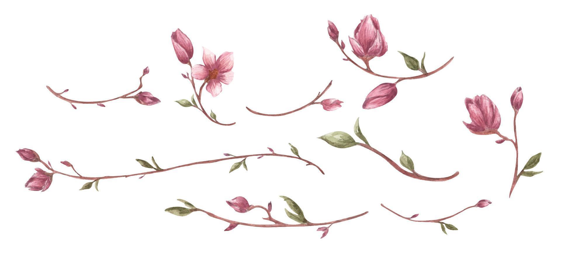 Magnolia flower and branches set. Watercolor illustration. vector