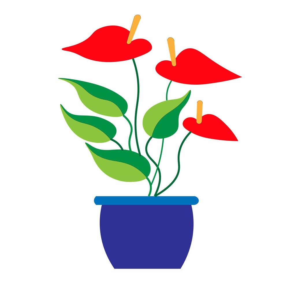 Indoor plant Anthurium in blue flower pot. Anthurium is flower in the shape of red heart. home plant with leaves. vector