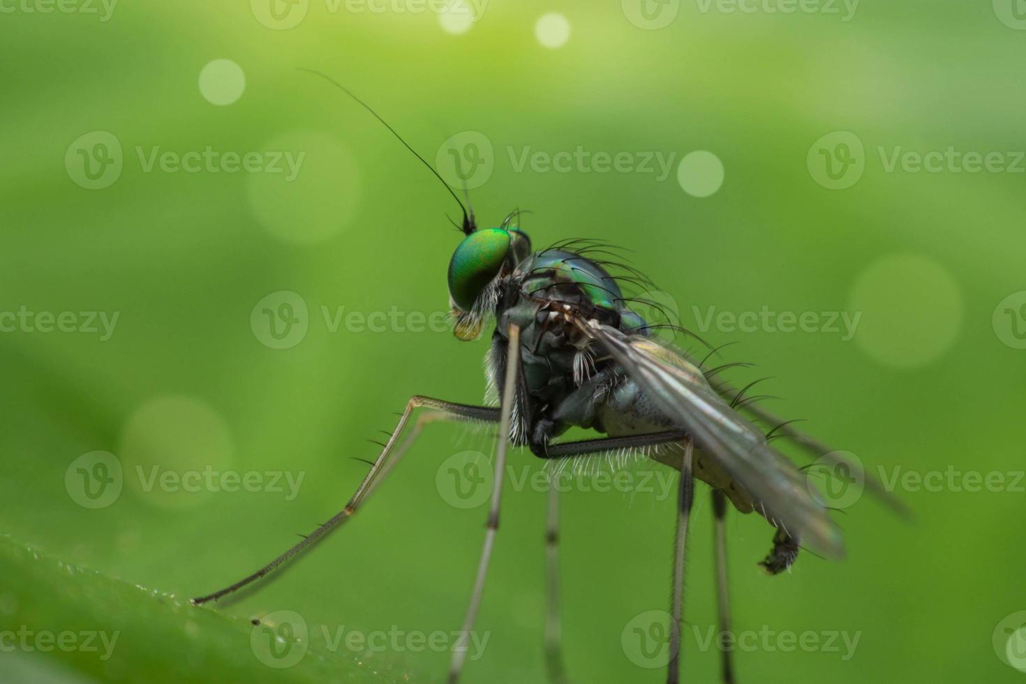 A fly perched on a green leaf and the green background with the circle bokeh. Macro photography techniques. photo