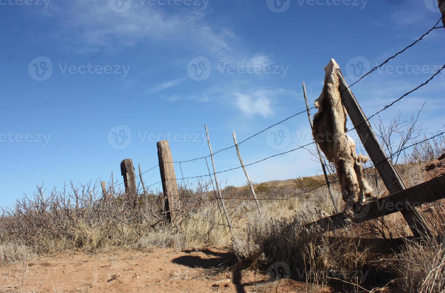 Dead coyote hanging on a crooked barbed wire fence in the desert photo