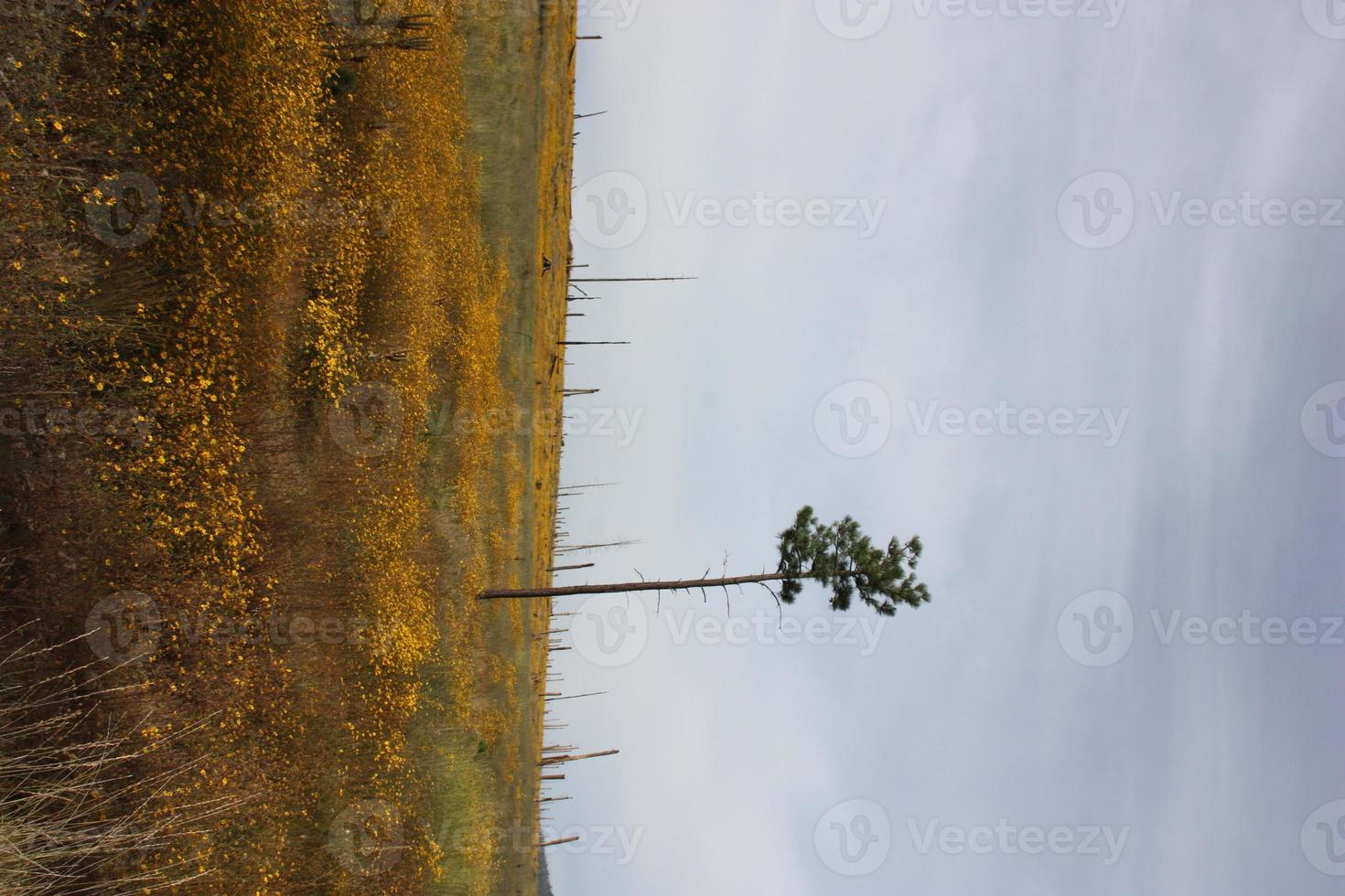 Weak, lonely pine tree standing solo in meadow of golden wildflowers photo