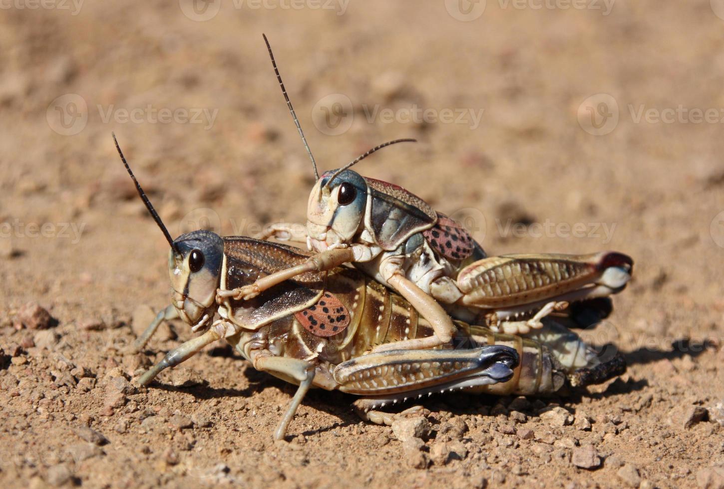 Dos saltamontes lubber conectados en un abrazo romántico foto