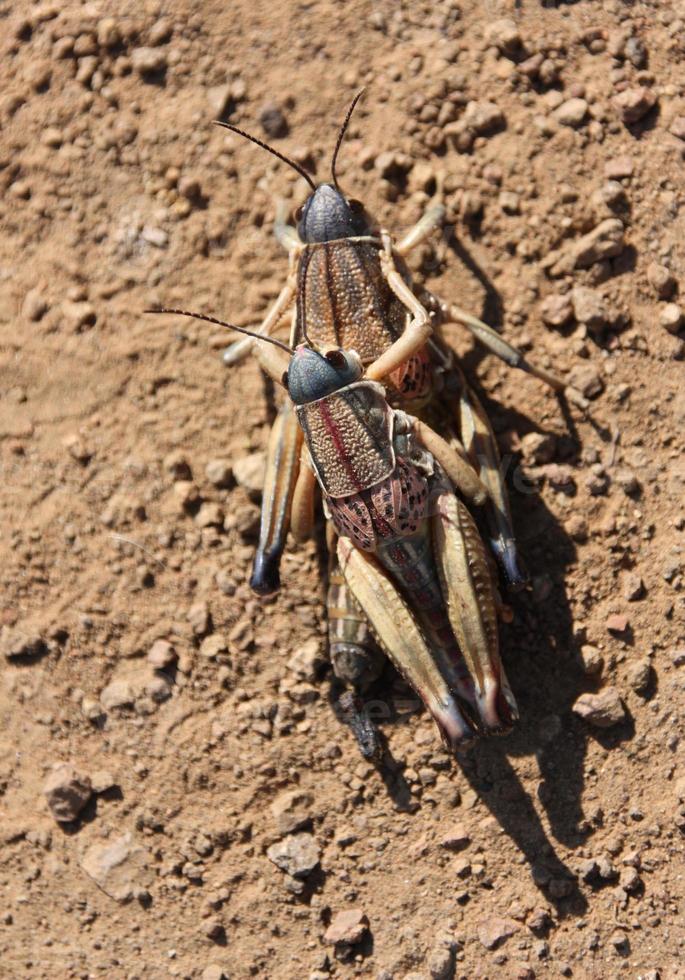 Dos saltamontes lubber conectados en un abrazo romántico foto