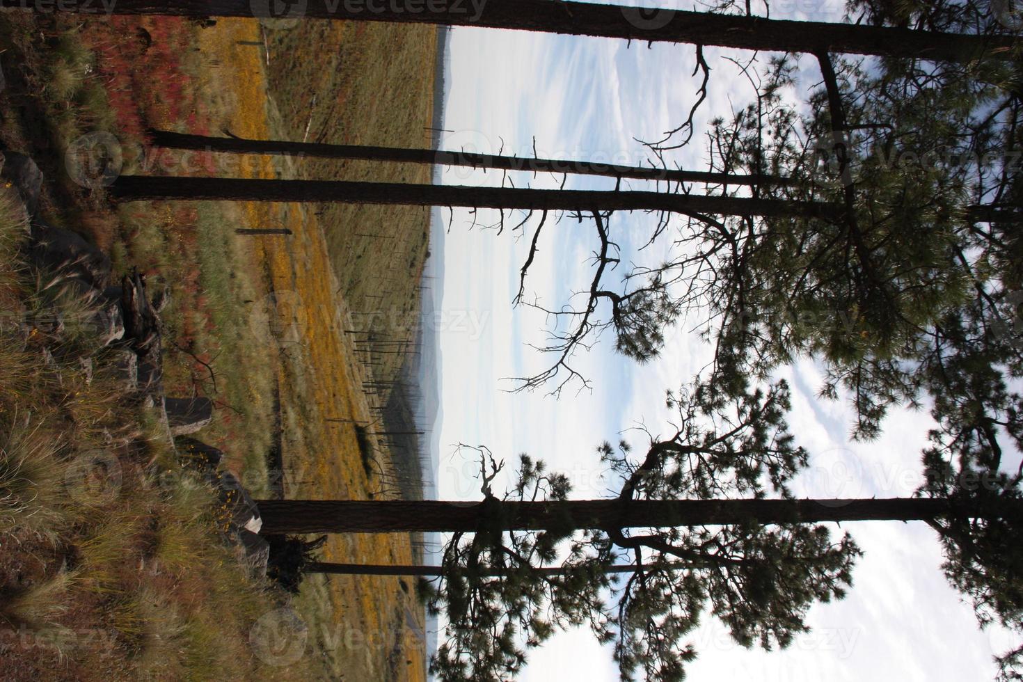 Thin stand of ponderosa pine trees in meadow of golden wildflowers photo