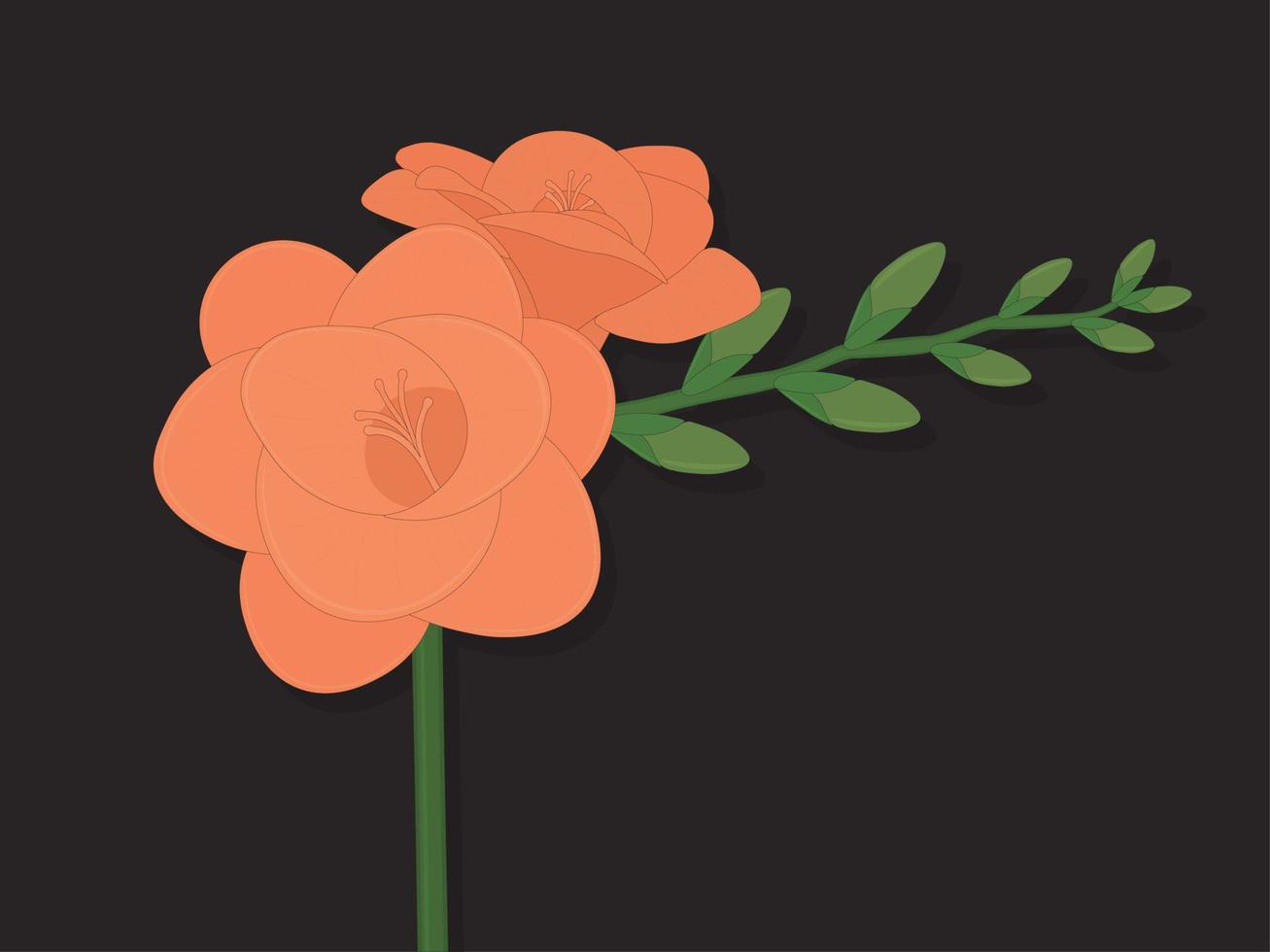 Light orange freesia flower with buds on black background vector illustration