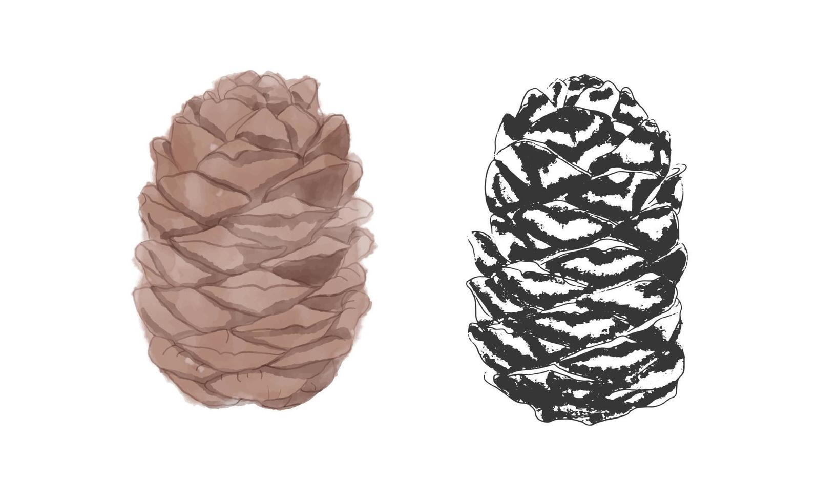 Watercolor and sketch pine cone. vector