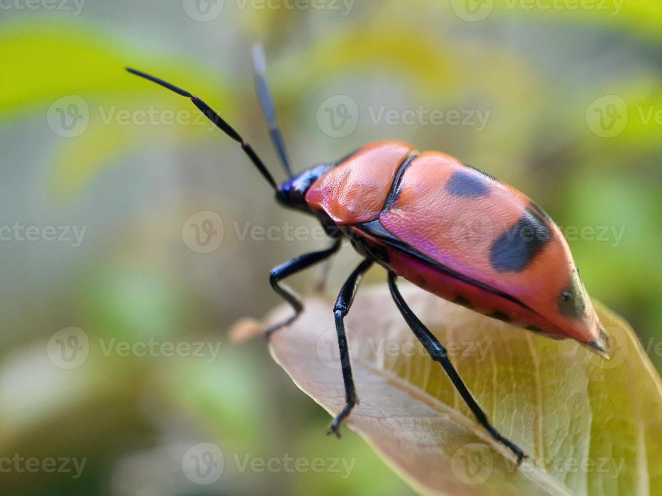 Close up of ladybug on green leaf photo