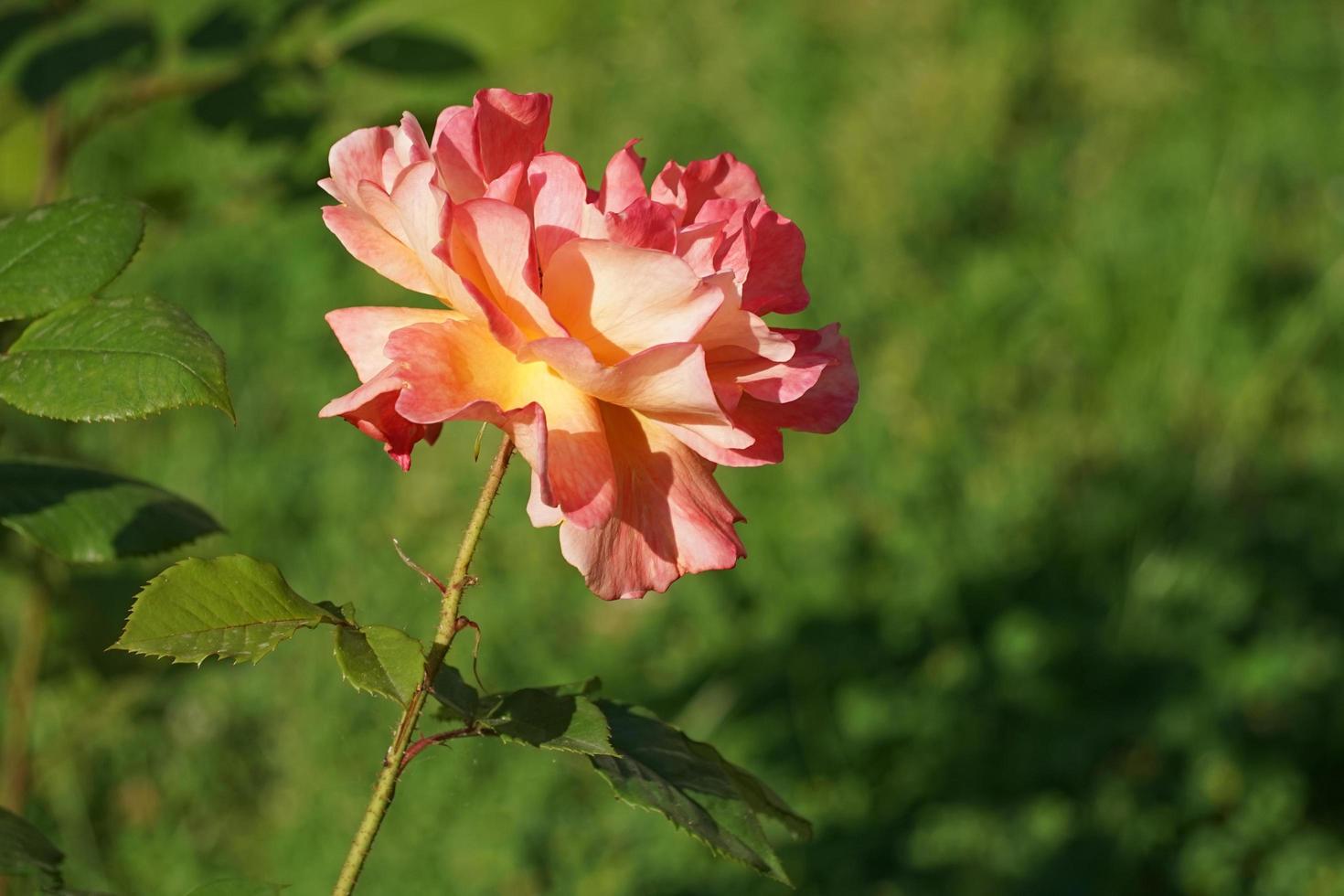 Flor exuberante rosa naranja sobre un fondo verde borroso foto