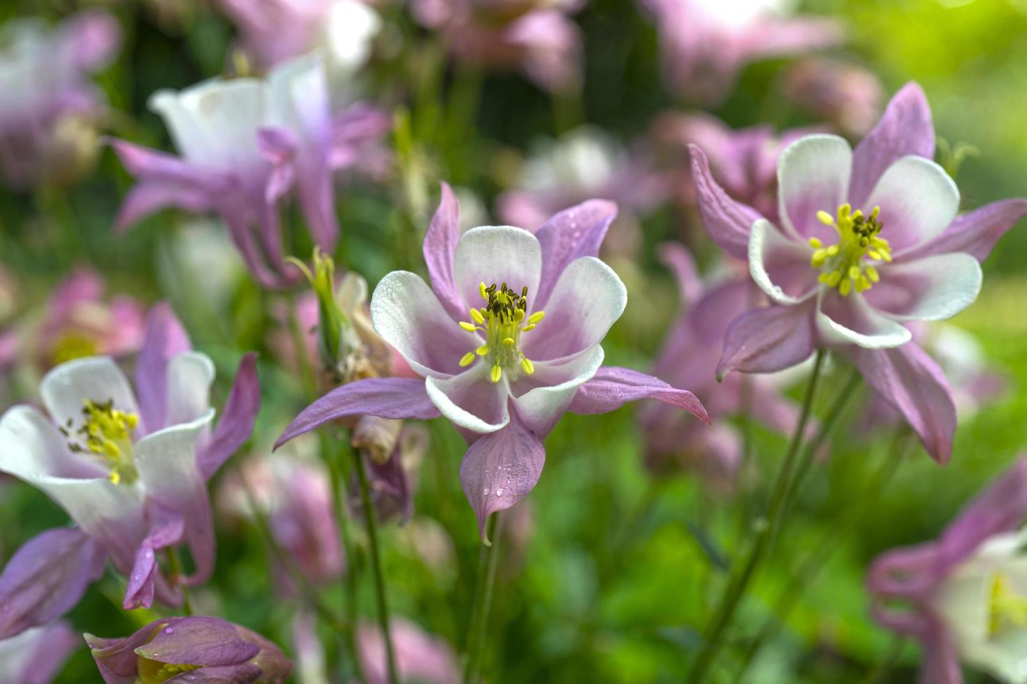 White purple Aquilegia gentle flowers photo