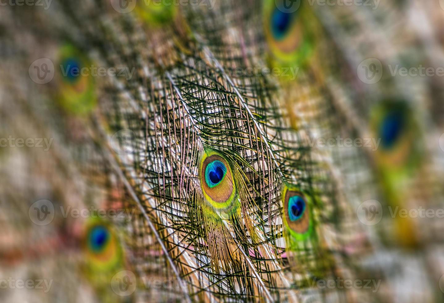 Fondo de las brillantes plumas de la cola de un pavo real. foto