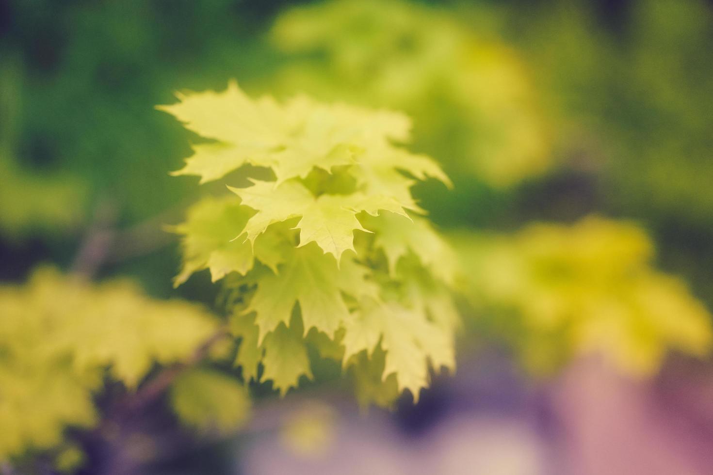 Blurred natural background with maple leaves photo