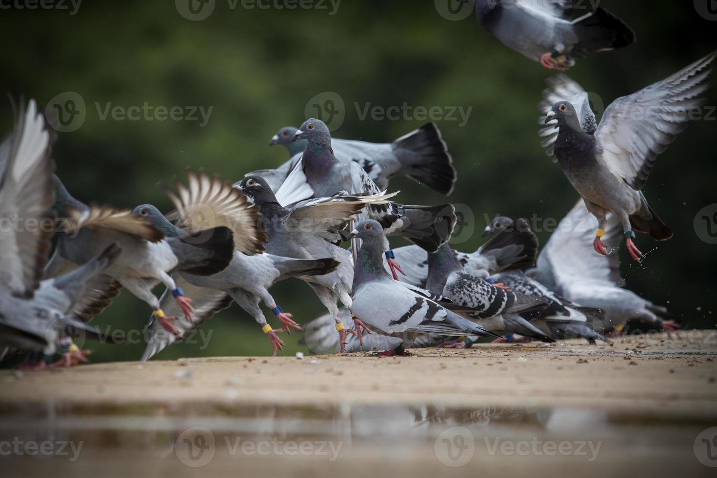flock of homing pigeon flying from roof photo