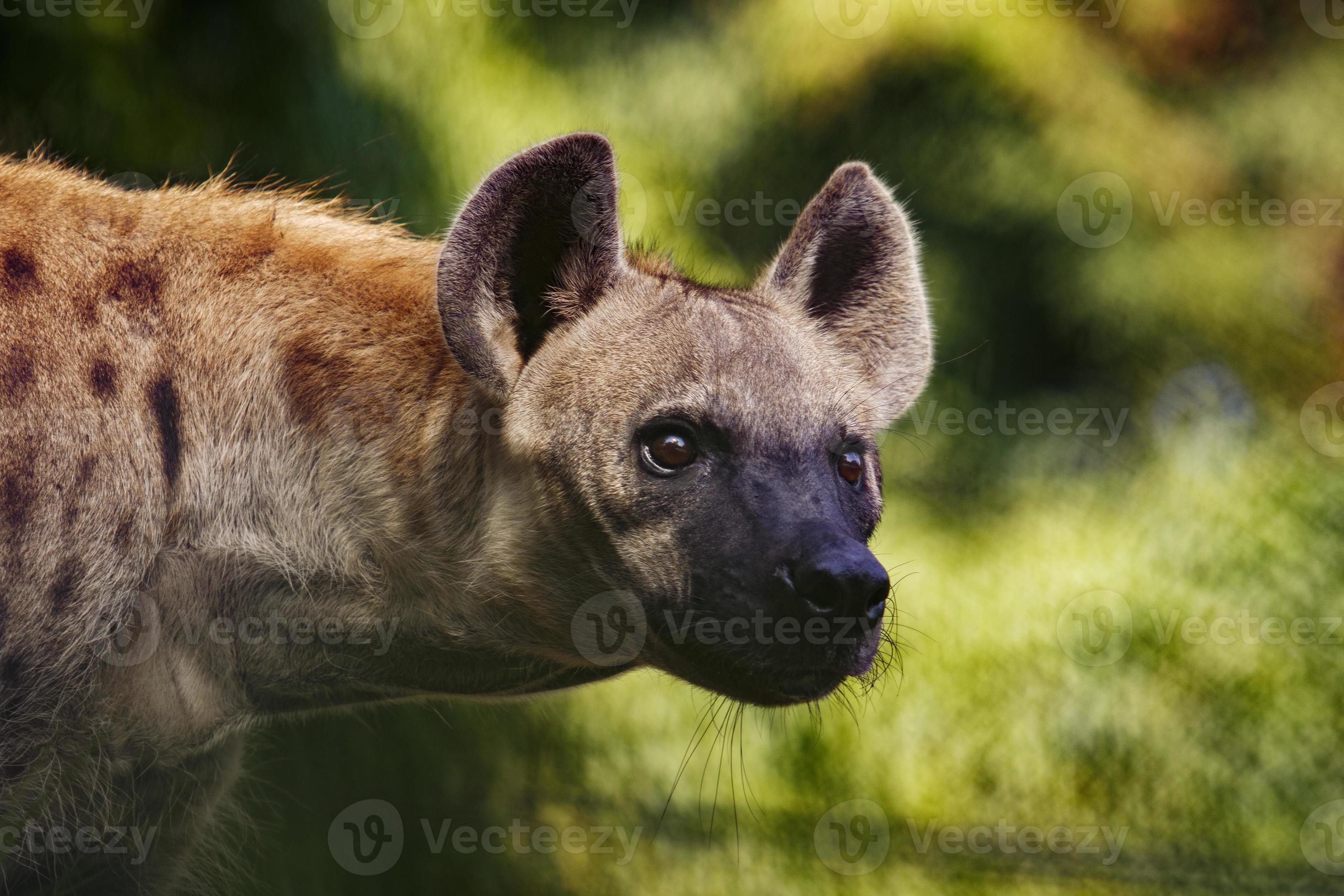 face of hyena 4573462 Stock Photo at Vecteezy