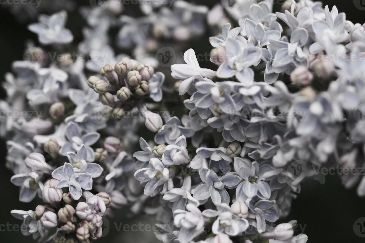 pale blooming lilac tree petals macro in the spring garden photo