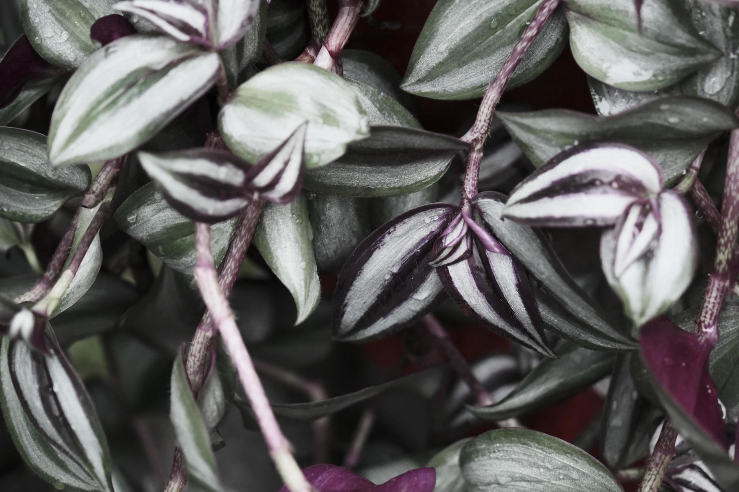 close-up of purple and green wet foliage in the spring garden photo