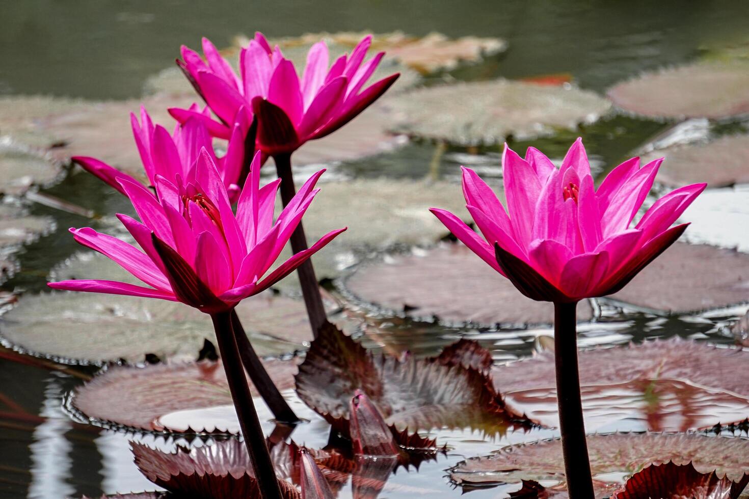 nymphaea pubescens, también conocida como loto o nenúfar o teratai. flor rosa roja vive en el agua. hermosa flor floreciente flotando en el estanque. foto