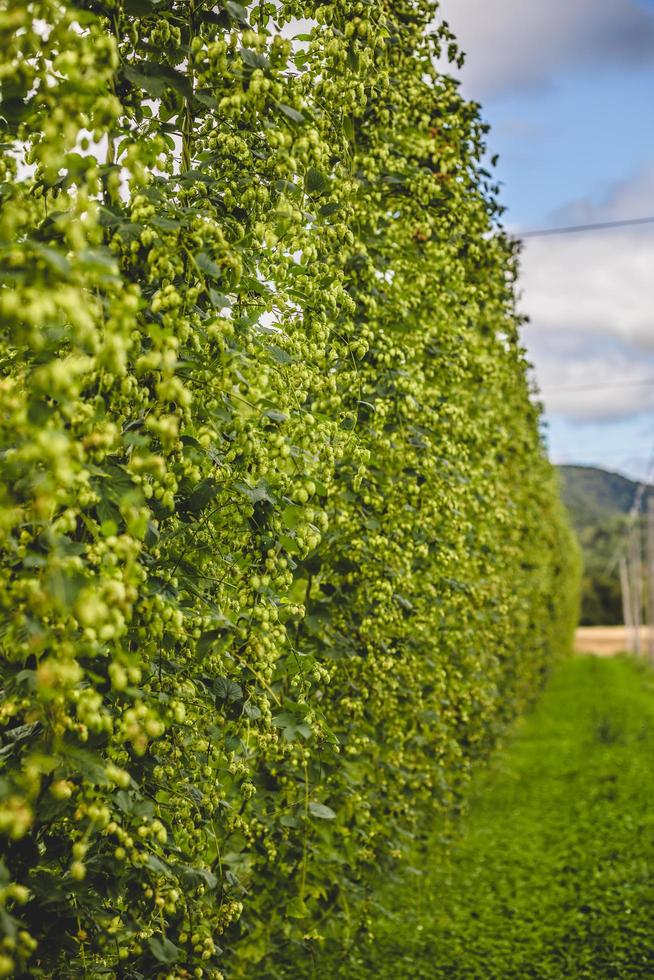 View to tied hop plants growing on field. photo