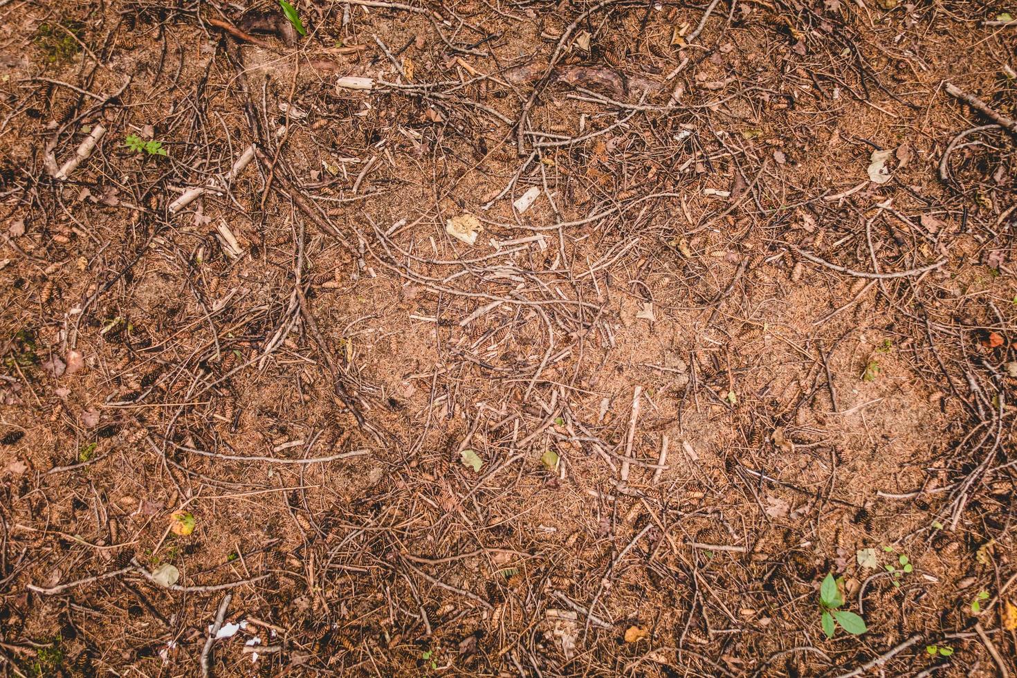 From above dry ground texture in evergreen forest photo