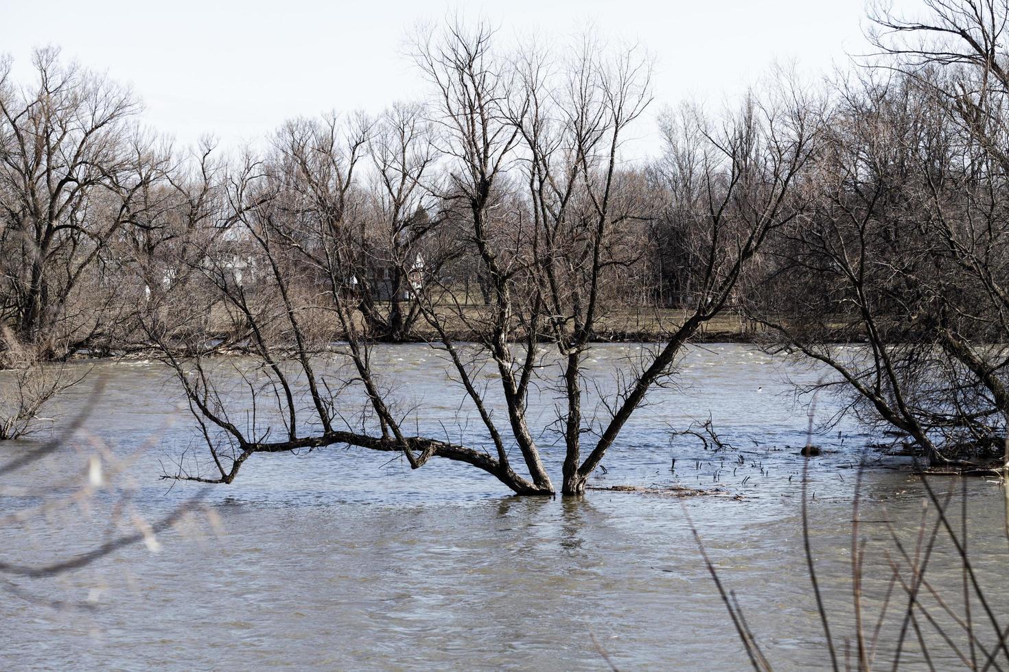 Escena de inundación con río y un árbol en el medio. foto