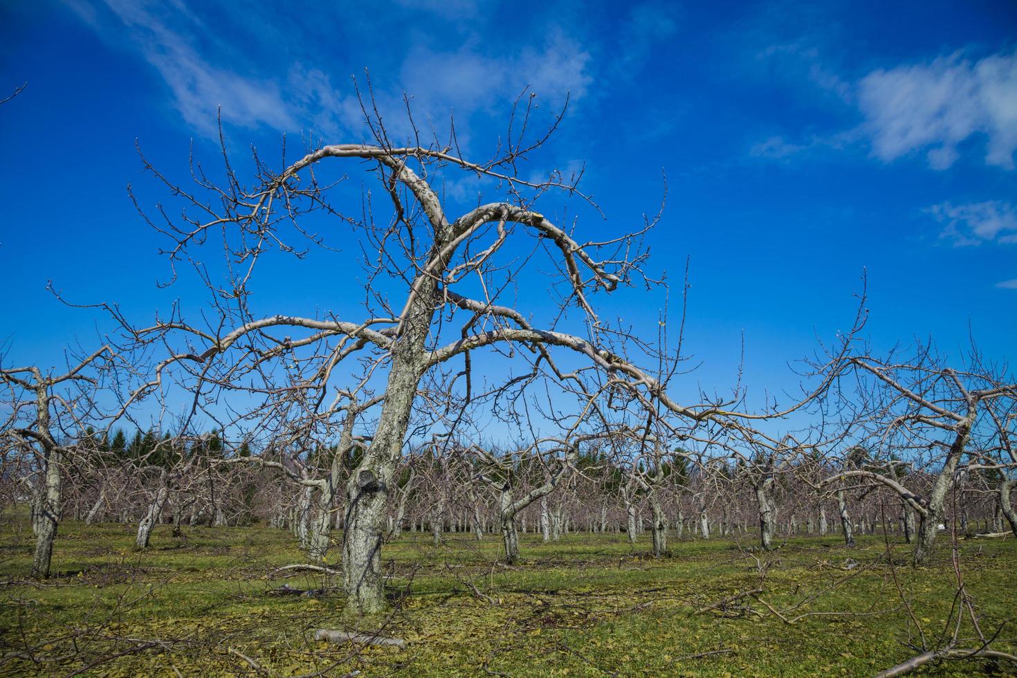 Many Apple Trees in a field 4575263 Stock Photo at Vecteezy