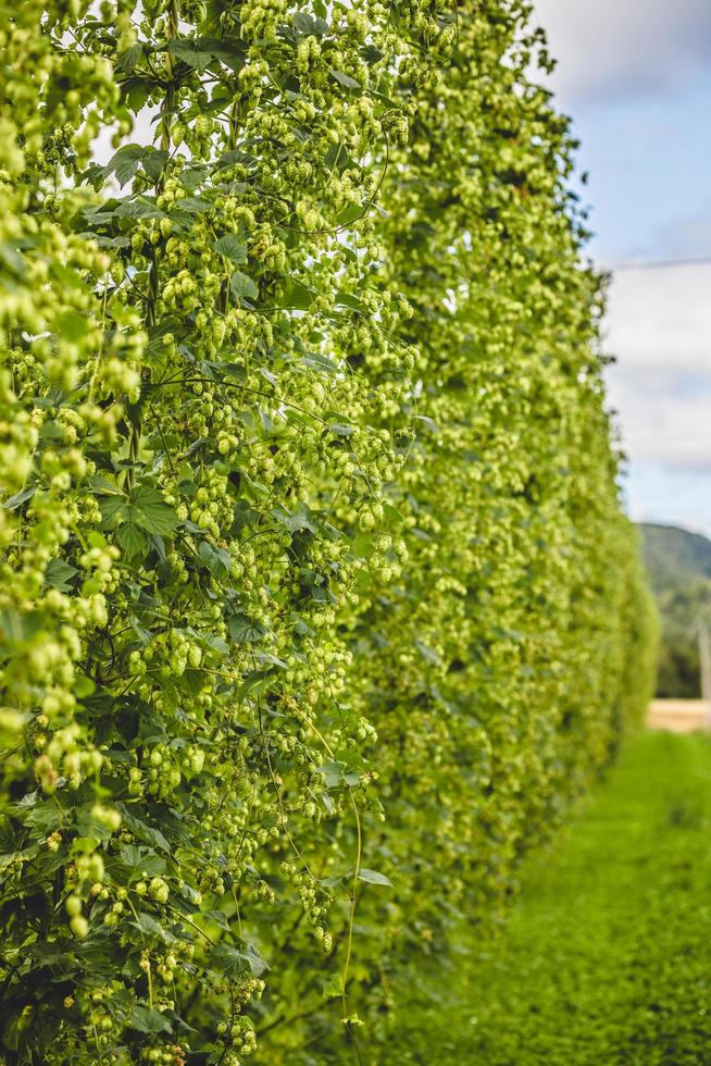 View to tied hop plants growing on field. photo