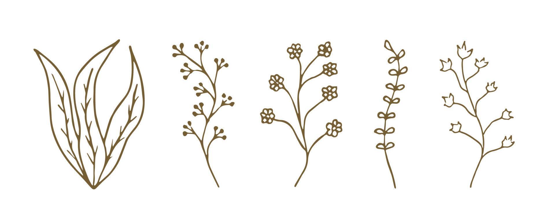 Plant doodle illustration. Leaf and flower line art. Floral branch sketch vector
