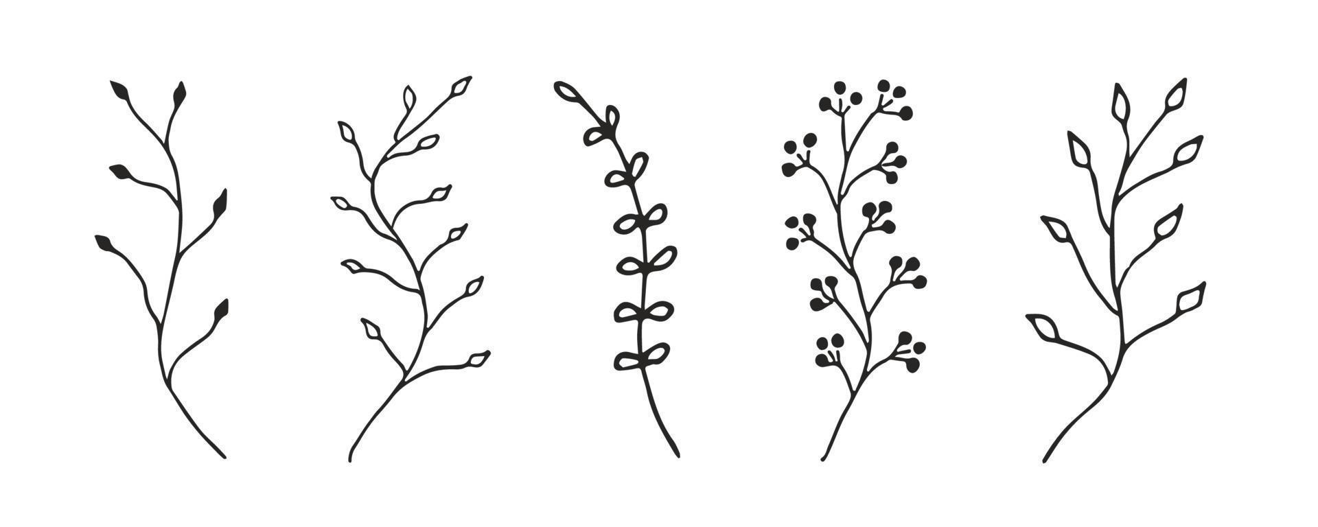 Ilustración de doodle de planta. arte lineal de hojas y flores. bosquejo de rama floral vector