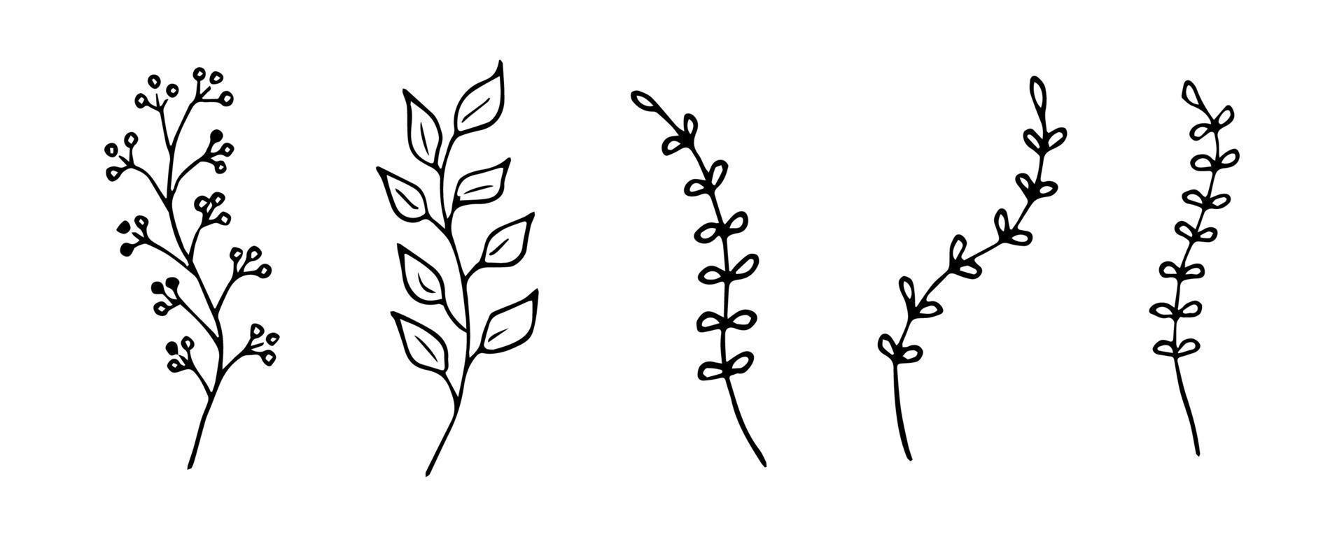 Plant doodle illustration. Leaf and flower line art. Floral branch sketch vector