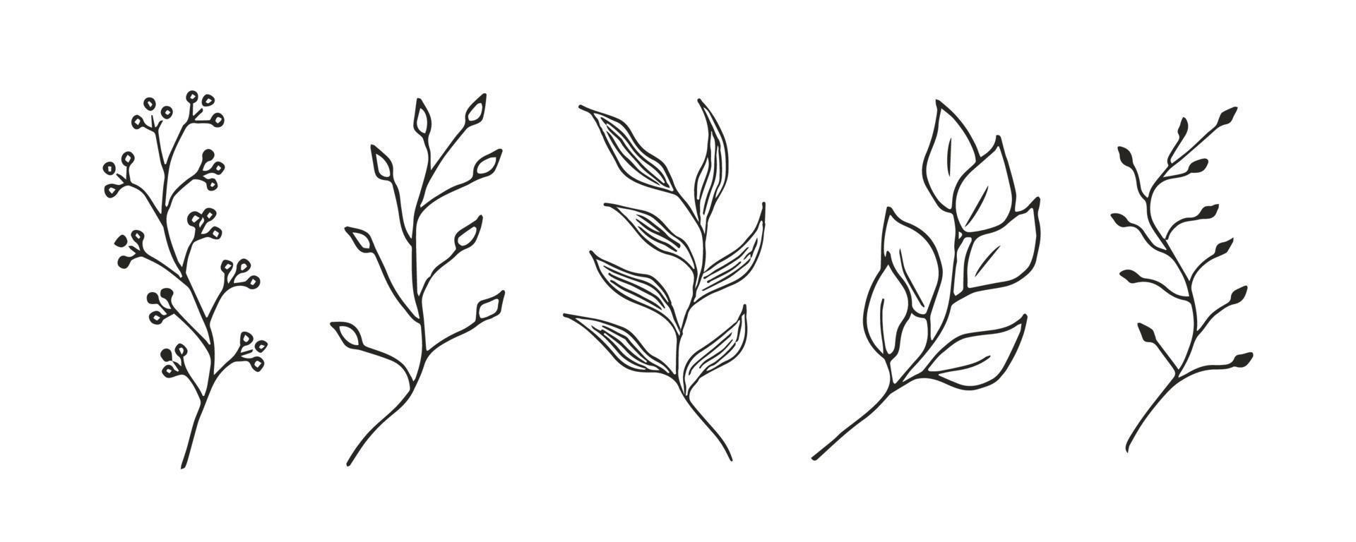 Ilustración de doodle de planta. arte lineal de hojas y flores. bosquejo de rama floral vector