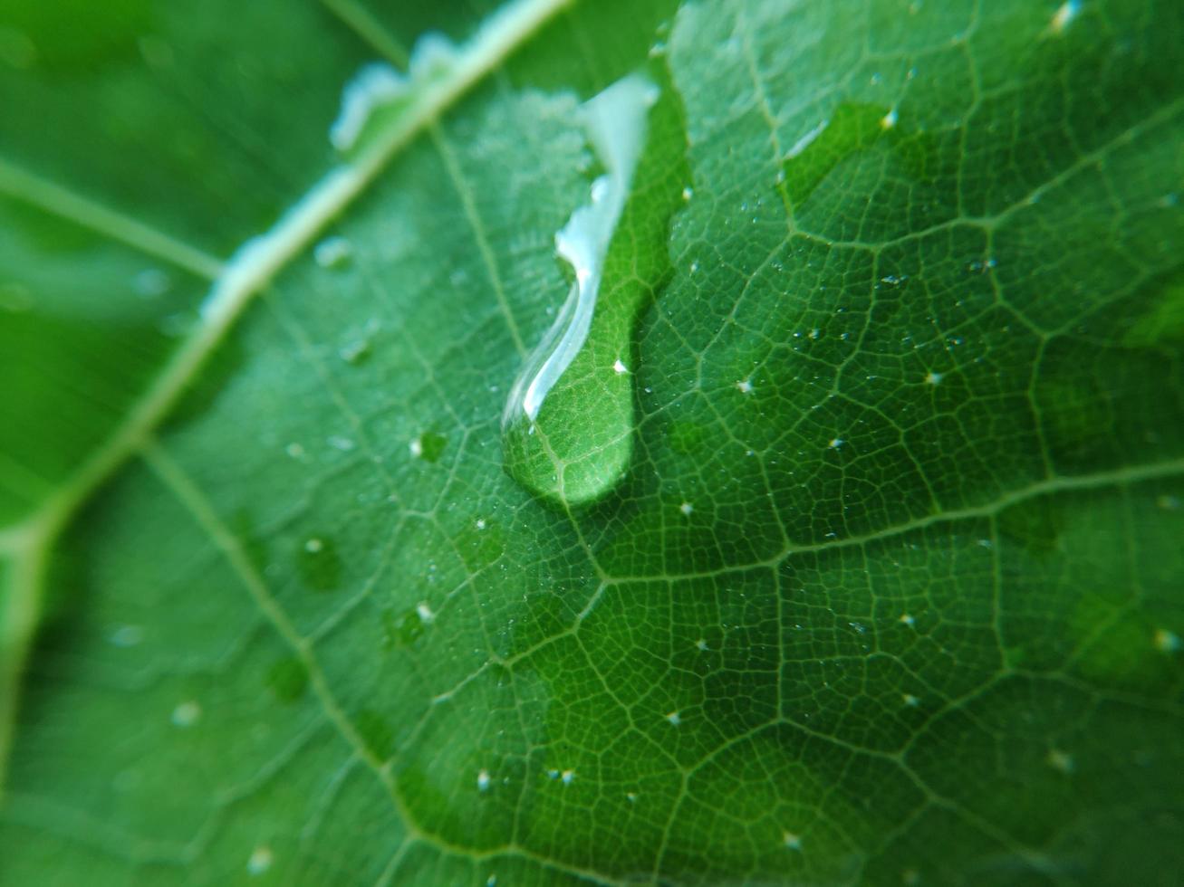 imagen colorida de gota de agua en la hoja. fotografía macro. cerca del objeto. foto