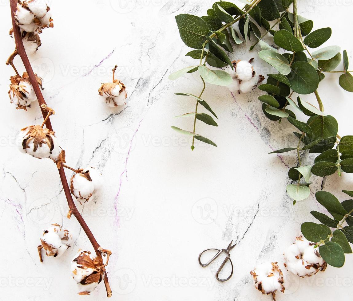 Eucaliptus leaves and cotton flowers photo