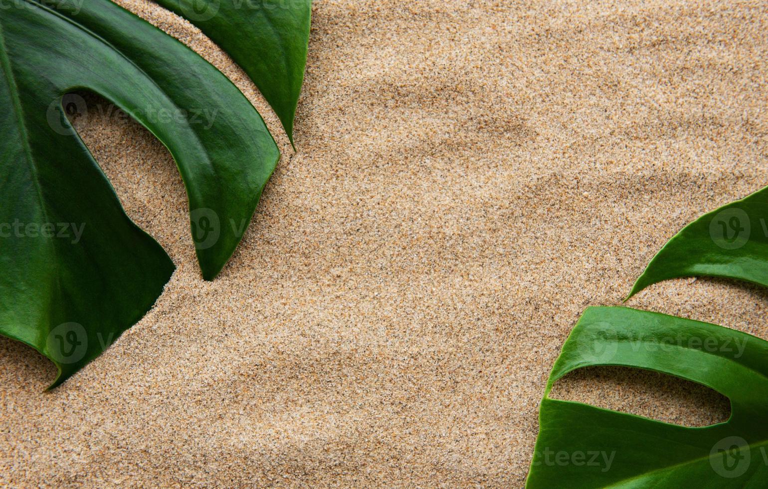 Tropical leaves monstera photo