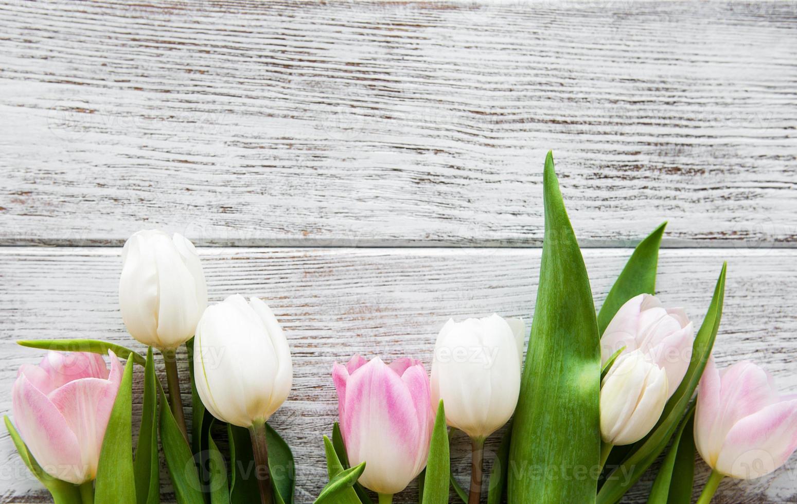 Pink spring tulips photo