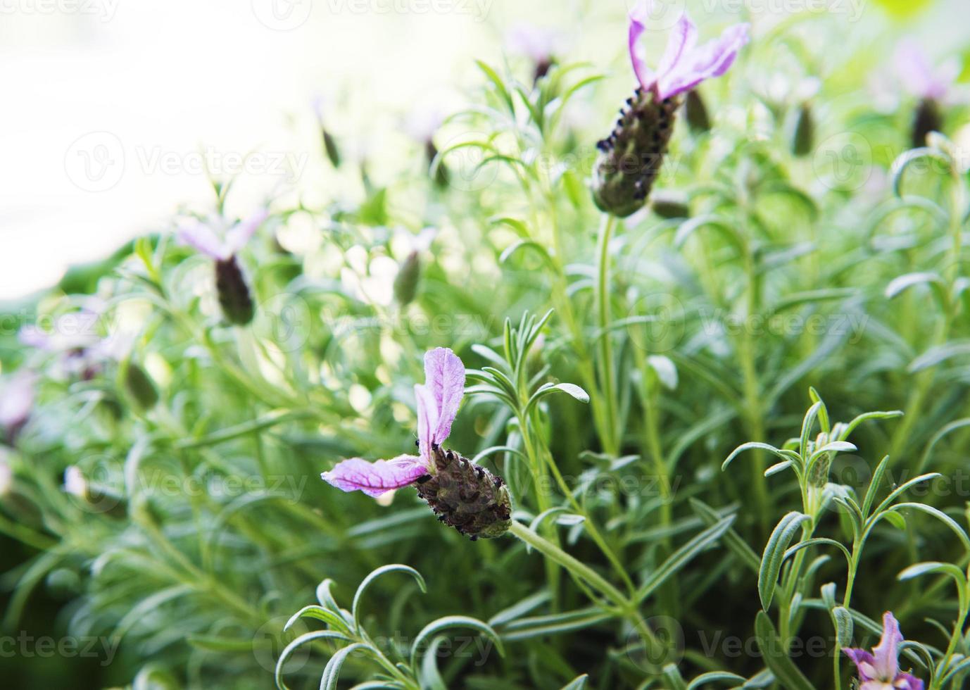 Spanish lavender flowers photo