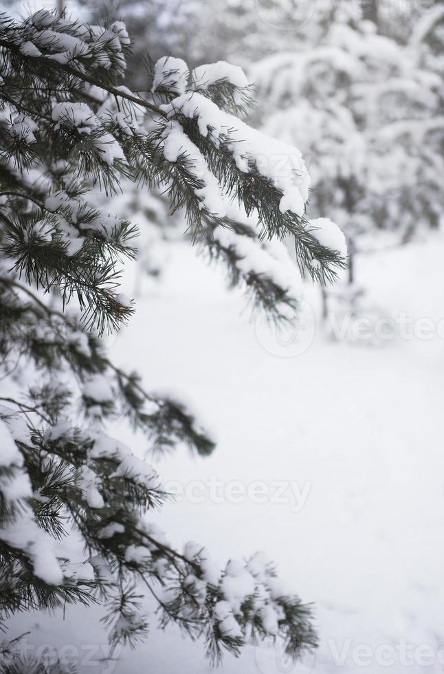 bosque nevado de invierno foto