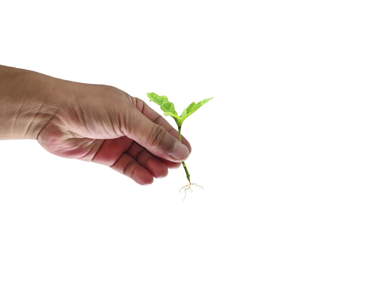 Hand planting small shoots or a seed bud. Isolated image on white background. photo