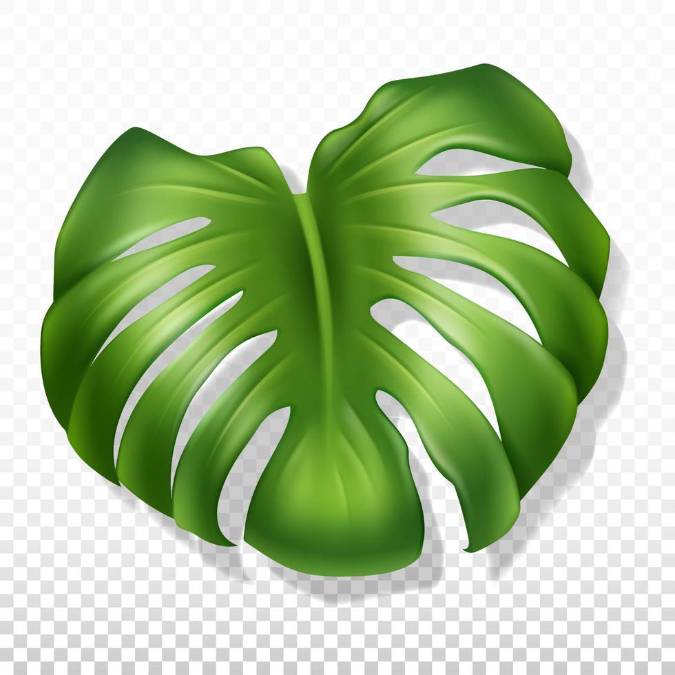 monstera de hoja verde grande. primer plano, ilustración realista. aislado en un fondo transparente. vector. vector