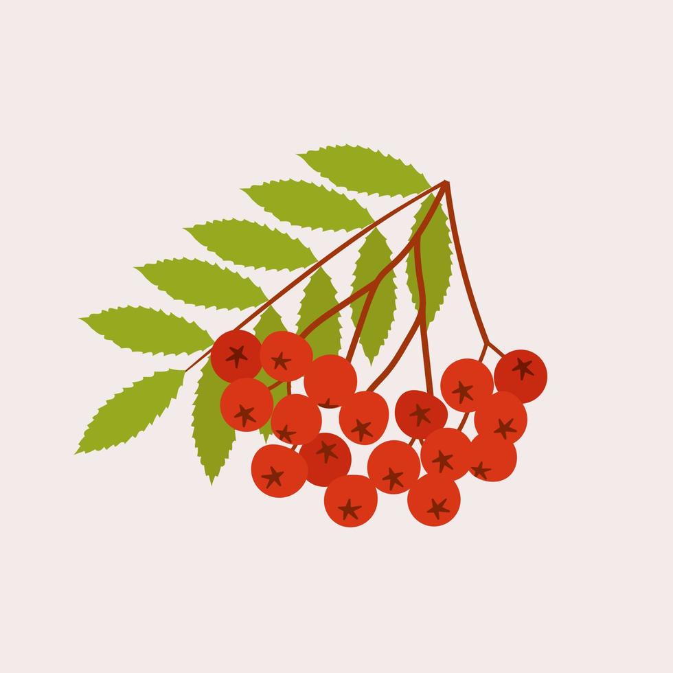 Rowan branch with leaves and berries on a white background vector