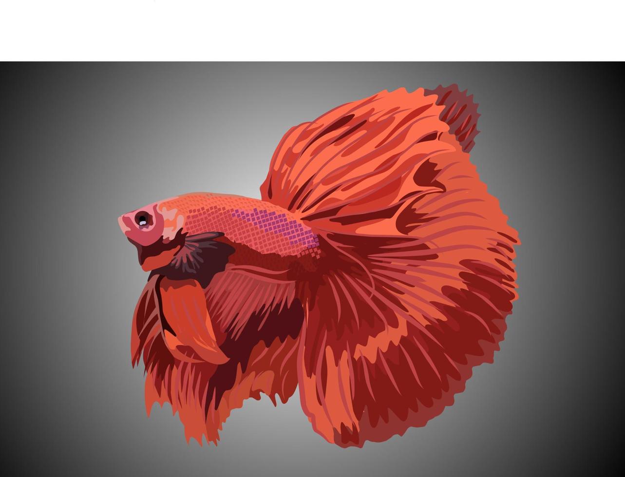 betta fish vector illustration