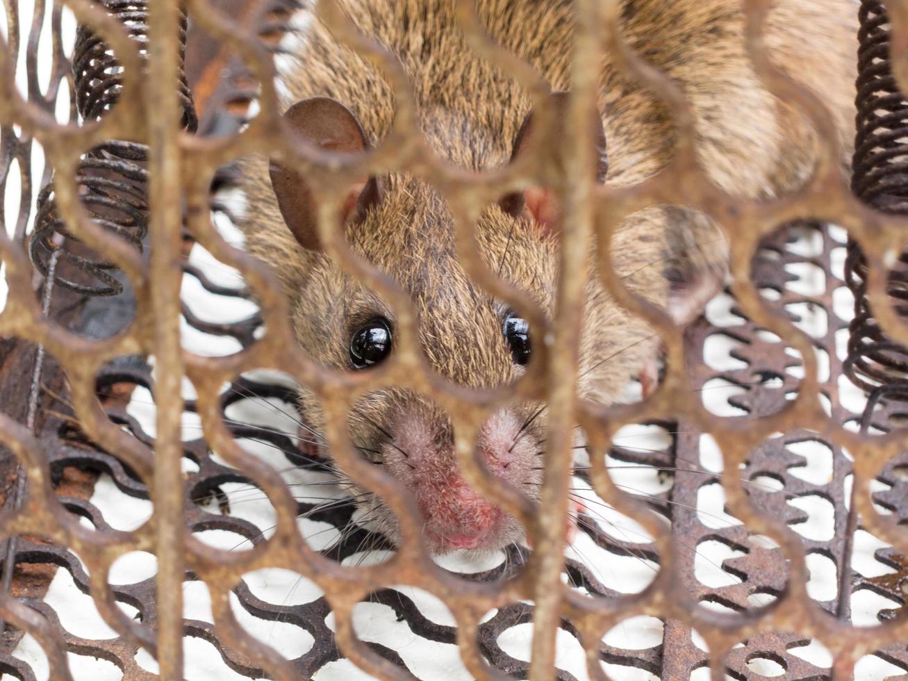 rata marrón encerrada en la trampa para ratas. foto