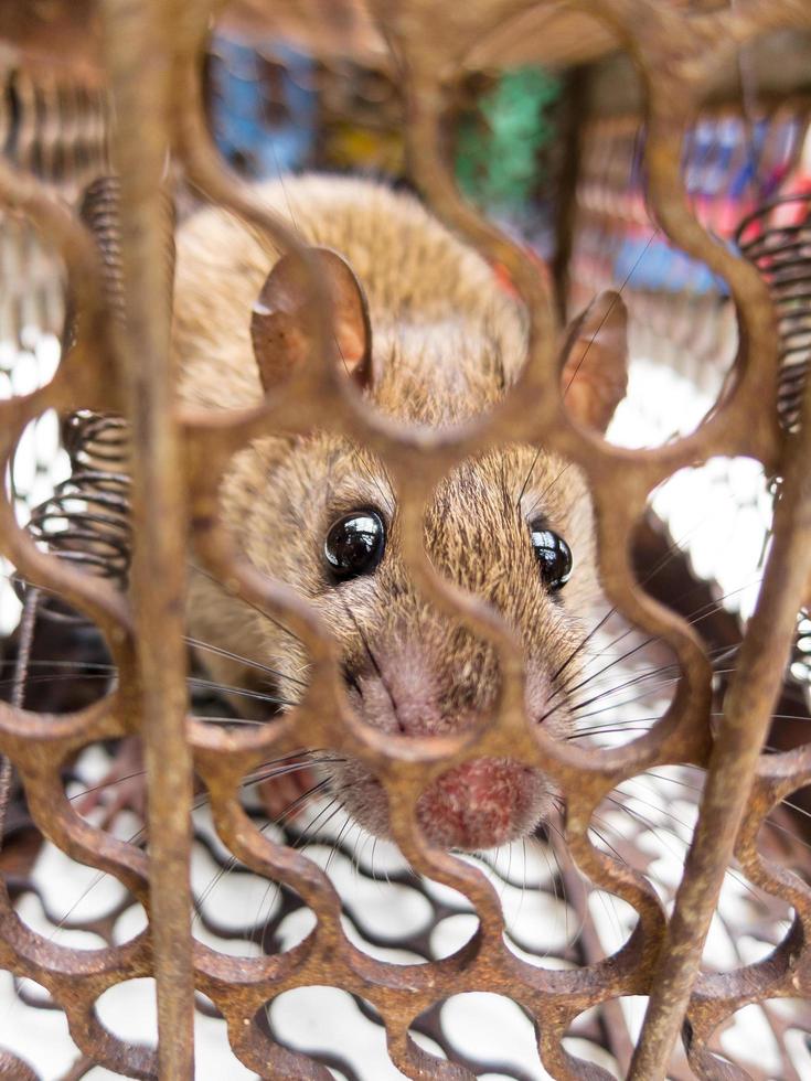 rata marrón encerrada en la trampa para ratas. foto