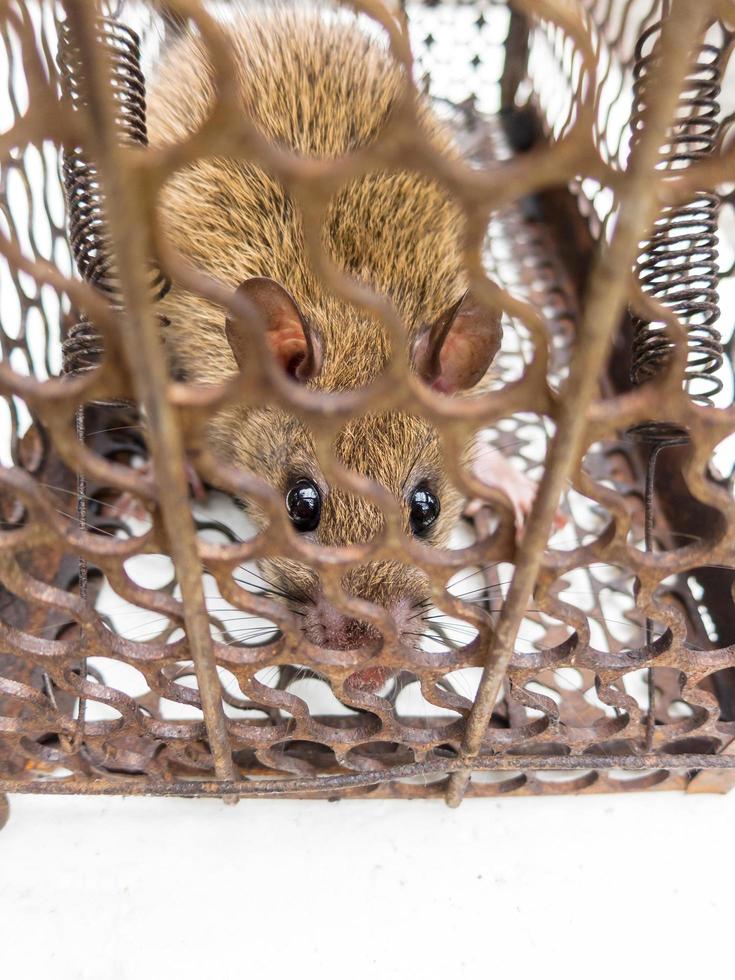 Brown rat Locked in the rat trap. photo
