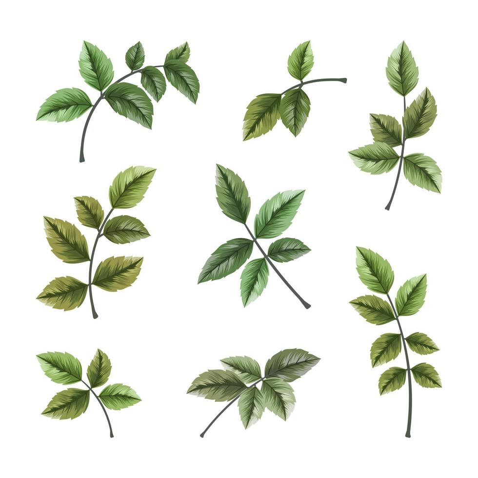 Collection of wild and herbs leaves branch on white background vector