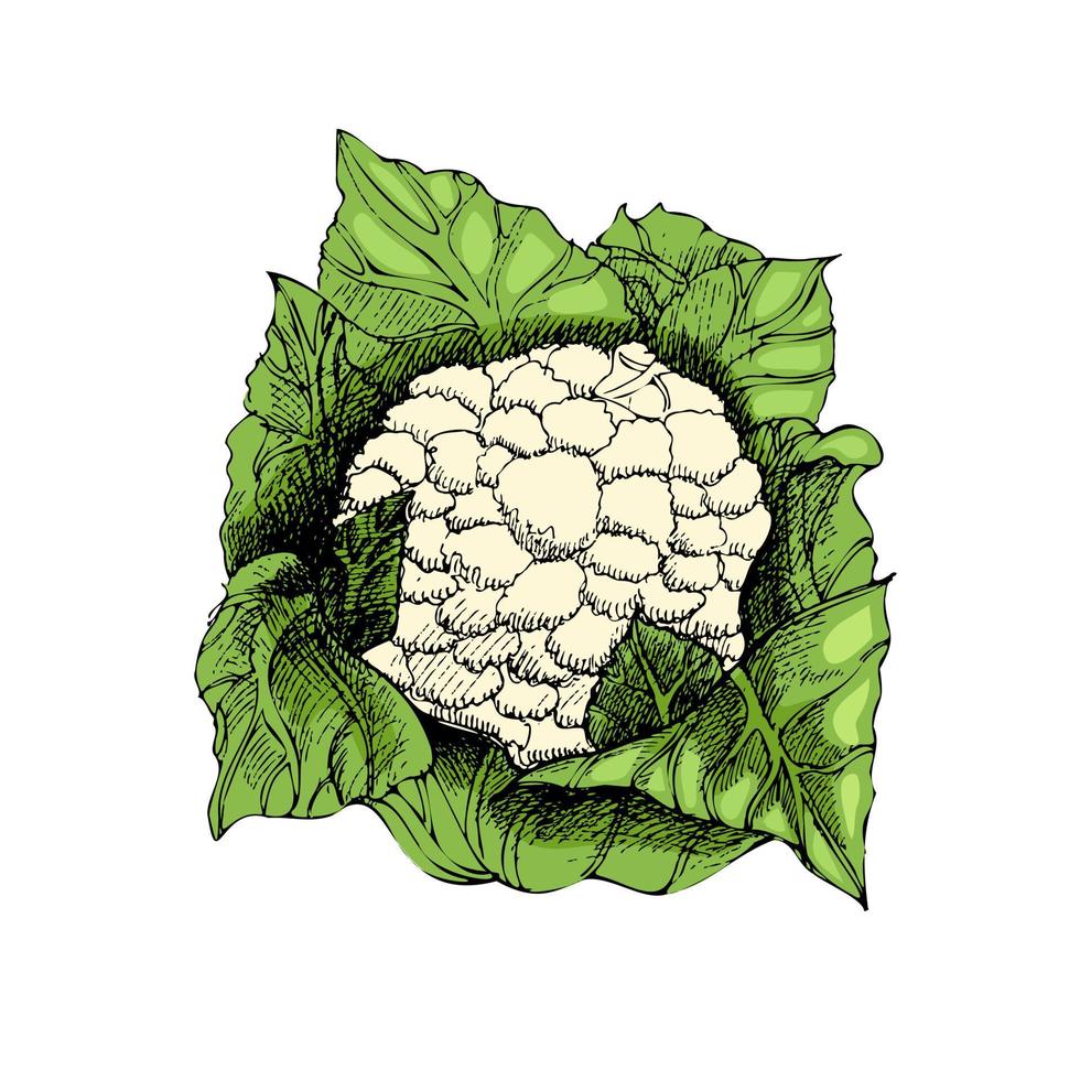 vector dibujado a mano ilustración vegetal. boceto dibujado a mano de estilo retro detallado de coliflor. elemento de dibujo vintage para diseño de etiquetas, envases y tarjetas.