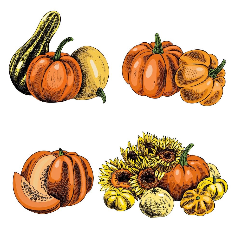 vector dibujado a mano ilustración vegetal. Bosquejo detallado de calabazas dibujadas a mano de estilo retro. elemento de dibujo vintage para diseño de etiquetas, envases y tarjetas.