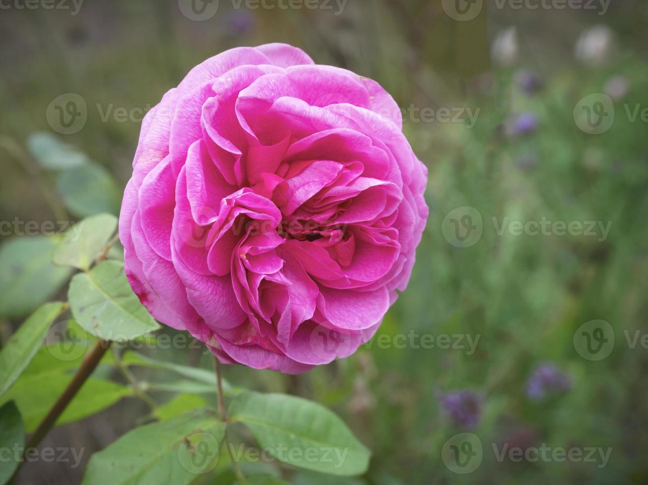 Pink rose bloom flowering in a garden, variety Gertrude Jekyll photo