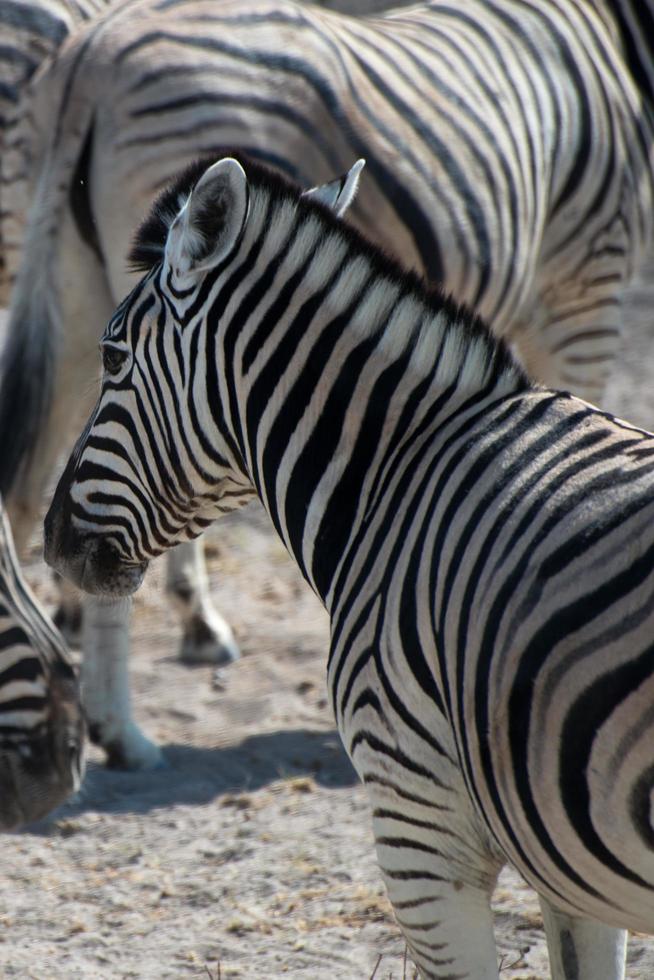Cute zebras in Etosha National Park. Animal herd. Namibia photo